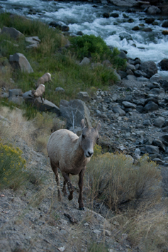 bighorn